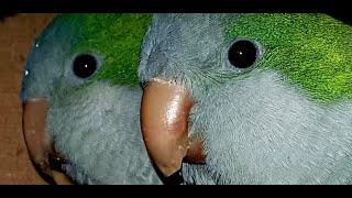 IS THE QUAKER PARROT SUITABLE AS A PET?