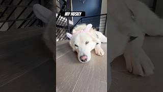 Other Dogs vs My Husky #shorts #huskies #funnydogvideos