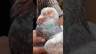 Jama masjid kabootar market | Delhi white pigeons shorts video #short #shorts