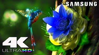 4K ULtra HD | SAMSUNG UHD Demo׃ LED TV