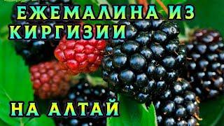 Как размножить ежемалину? Показываю как мы в Киргизии взяли себе черенки вкусной, плодоносной ягоды