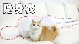 当铲屎官穿上隐身衣，猫咪能看见吗？｜花花与三猫 Cat Live