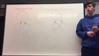 Segregation vs Independent assortment