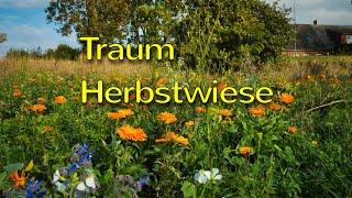 Traum Herbstwiese