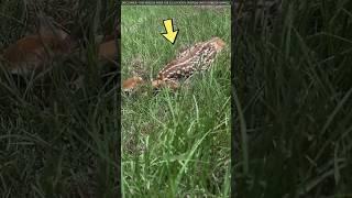 Why does a deer's baby sit down suddenly like this?