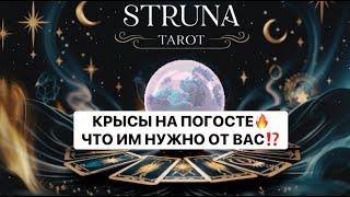 ЧТО ВЫТВОРЯЛИ КРЫСЫ НА ПОГОСТЕ СВАШИМ ВОЛЬТОМ⁉️ КТО ЗАКАЗЧИК НА 1000% #strunatarot      #таро#враги