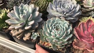 My Echeveria collection - коллекция Эчеверий Мастера Георгия Аристова