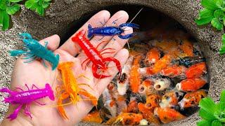 Video Of Catching Colorful Baby Shrimp, Bullfish, Angelfish, Guppies, Turtles, Ornamental Fish, Koi