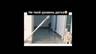 ответочка#shotrs #котики