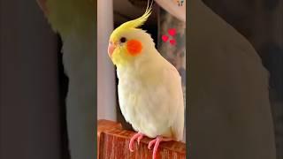 Rio Baby #cockatielsinging #cockatiel #parrot #rio #lutinocockatiel