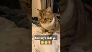 Kucing lucu||kucing meong-meong||cat#youtubeshorts