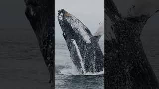 Humpback breaching super close by a Whale watching boat