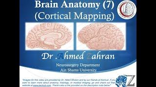 Brain Anatomy 7: Cortical Mapping