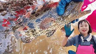 Xiao Zhang went to the sea, and a giant spider crab appeared on the beach! Great harvest!#fishing