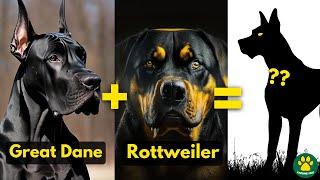 5 Most Amazing GREAT DANE Mix Breed Dogs You Don't Know About!