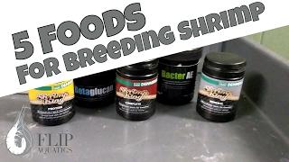 Best Foods for Breeding Shrimp - Top 5 Shrimp Foods