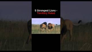 Top 5 Strongest Lions Territory Ruled  #lions #lion #lionking #scarface #mrtlion #mrt #sekekama