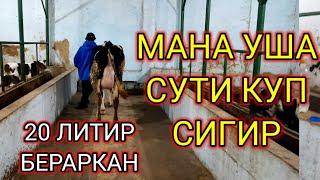 БУ СИГНИ  ОГАН  ОДАМ  МАЗЗА  КИЛИБ СУТИНИ И,994662661,336060022
