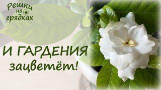 Гардения цветет | Секреты ухода!