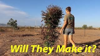 Pecan Trees are NOT Doing Good! | Growing Pecans in AZ