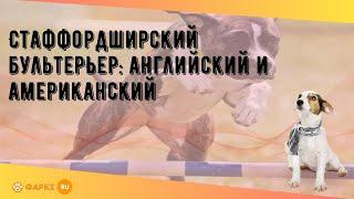 Стаффордширский бультерьер: английский и американский