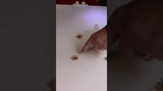Installing a cat door in a door #diy #homerepair #shortsvideo #cat #catshorts #catlover #catvideos