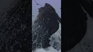 Killer whales and feeding Humpback whales