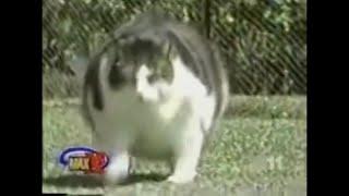 Himmy,  The World’s Fattest Cat