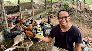 Mag Alaga ng NATIVE CHICKEN, wag IMPORTED BROWN CHICKEN - Andyan lang ang MARKET!