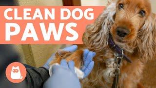 How to CLEAN your DOG'S PAWS after a WALK 