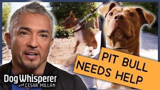 Rescue Pit Bull Is Impossible To Control | S9 Ep 6 | Dog Whisperer With Cesar Millan