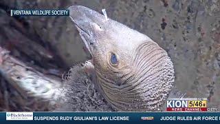 Discovery of baby condor presents hope for the species’ return to the area