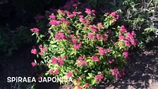 Spiraea japonica. Garden Center online Costa Brava - Girona.