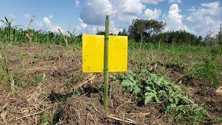 How to install Fruit Fly trap in your Watermelon Garden?