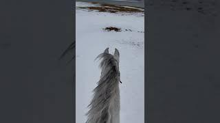 The temps are getting colder!  #horse #ranch #horsemanship #ranchlife #colorado #lake #winter