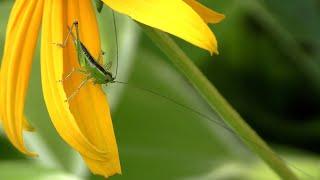 Katydid with Super Long Antennae