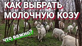 ️ Как выбрать молочную козу.