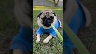 Мопсік Кокосик  #мопс #pug #animals #funny #eating #cozy