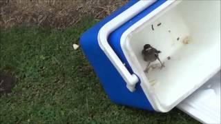 baby Indian myna bird caught (trap) minor