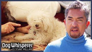 Tiny Terrors: When Little Dogs Rule the House | Dog Whisperer Marathon