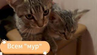 Котята мурлыкают/мурлыкание кошек, звук