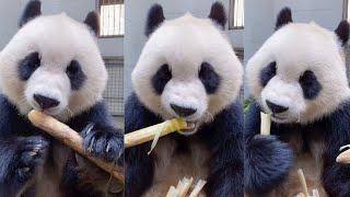 panda eating bamboo!