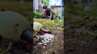 That's impressive! With just a bit of rice, you managed to hatch a millipede and get a perfect photo