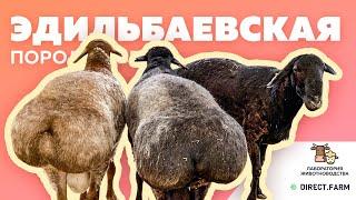 Эдильбаевская курдючная порода овец