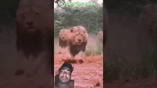 #shortvideo #viralvideo #lion #trending #animals
