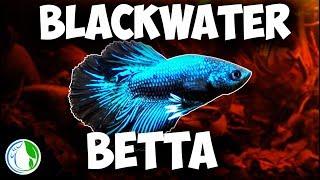 NANO BLACKWATER & PLANTED BETTA FISH TANK SETUP