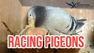 Racing Pigeons | Youngbirds | hens out for training |