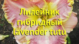 Лилейник гибридный Лавандер туту. Краткий обзор, описание характеристик hemerocallis lavender tutu