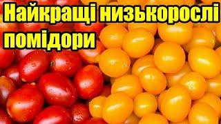 Найкращі низькорослі томати!