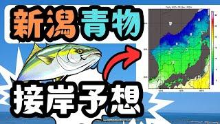 【2025】今年の青物接岸のXデーはいつになる！？データを比較して徹底考察！【釣り】